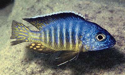 Aulonocara hueseri